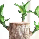 Lucky Bamboo from Brazil