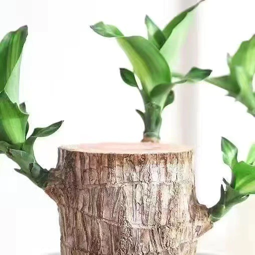 Lucky Bamboo from Brazil