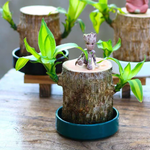 Lucky Bamboo from Brazil