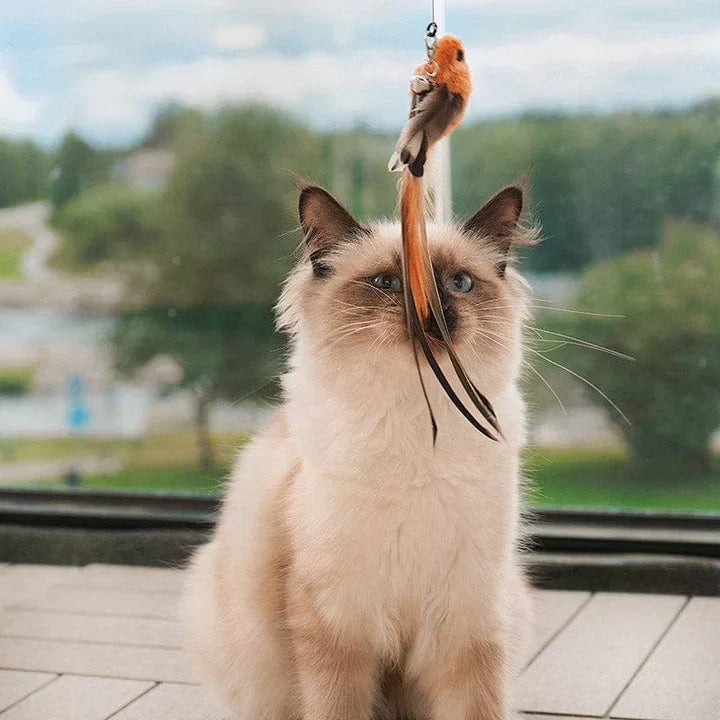 CatCatch | Halte deine Katze aktiv und schütze dein Mobiliar