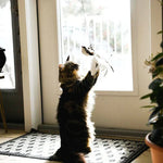 CatCatch | Halte deine Katze aktiv und schütze dein Mobiliar