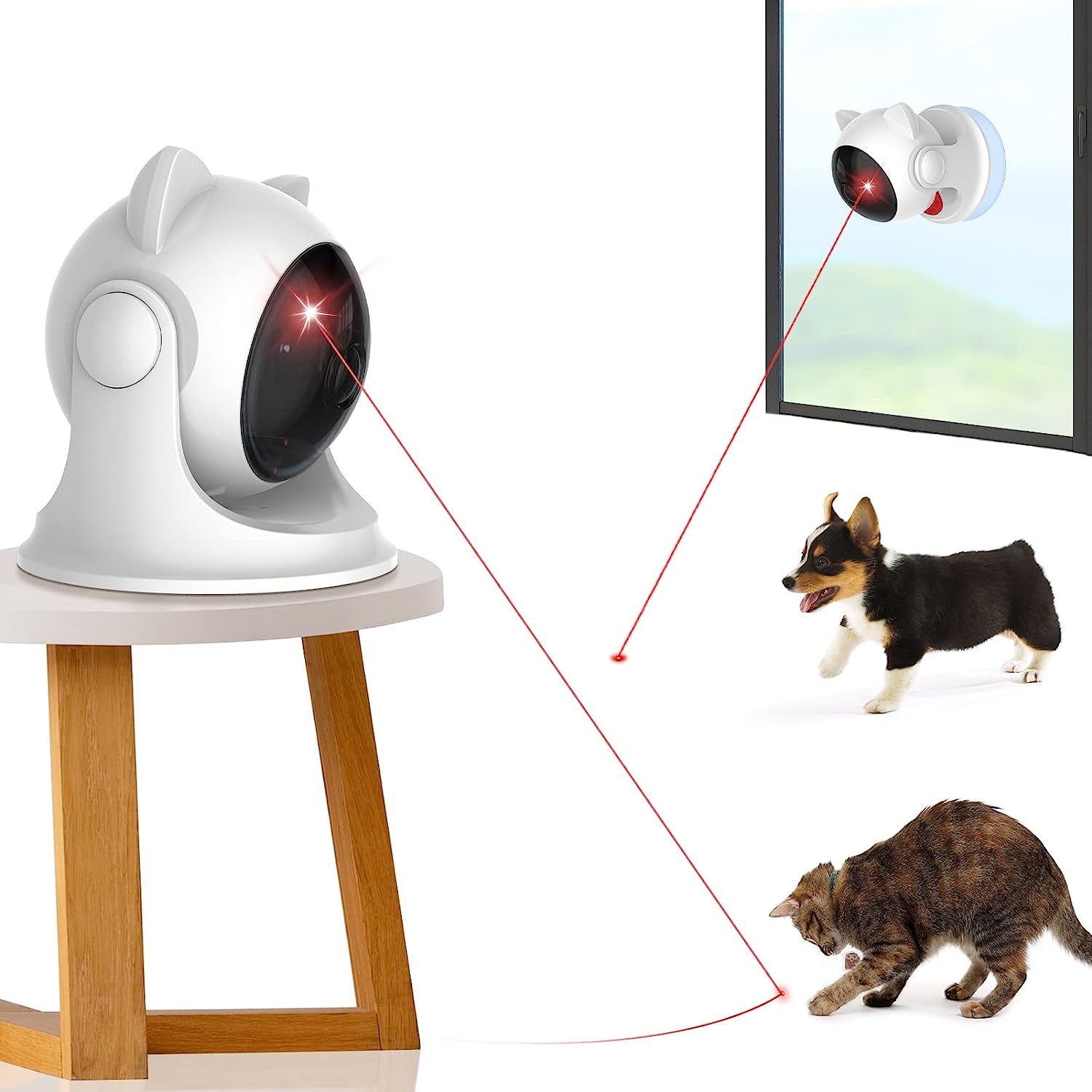CatZoom | Das ultimative Spielerlebnis für Katzen