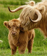 CattleCraft – Handgefertigte Highland-Rinder aus Schottland