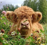 CattleCraft – Handgefertigte Highland-Rinder aus Schottland