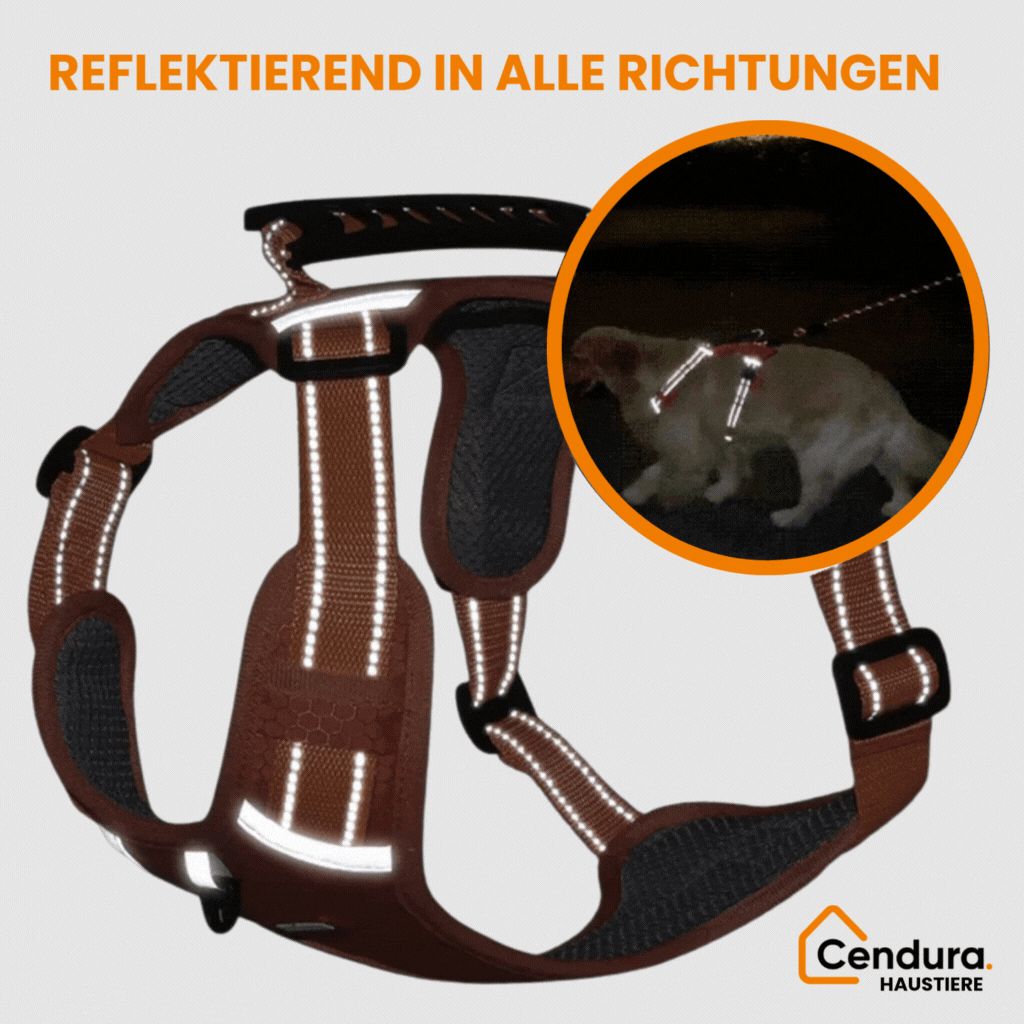 Safe and comfortable dog harness for relaxed walks