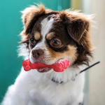 ChewBone | Zahnbürste für Hunde in Fleischform