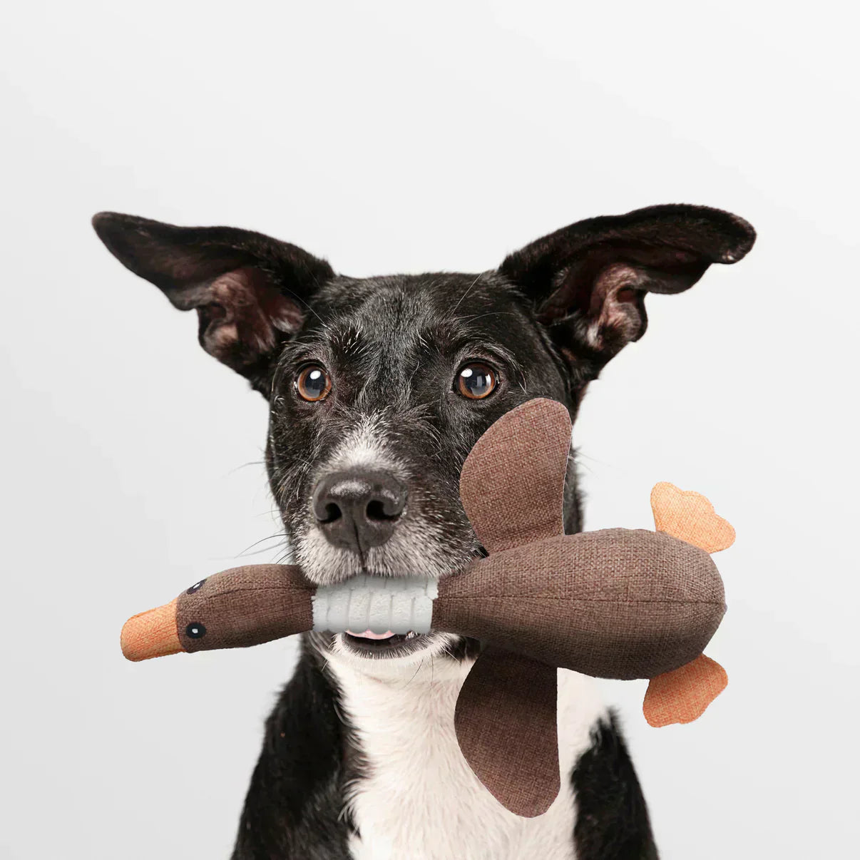 ChewDuck | The ultimate chew toy for your dog