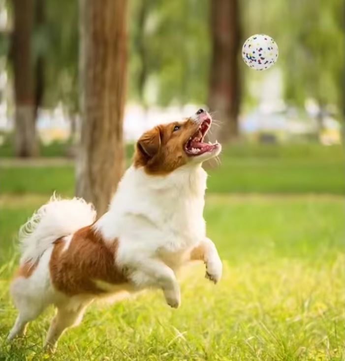 ChewProof | Sauberkeit im Zuhause und bessere Zahngesundheit für Hunde