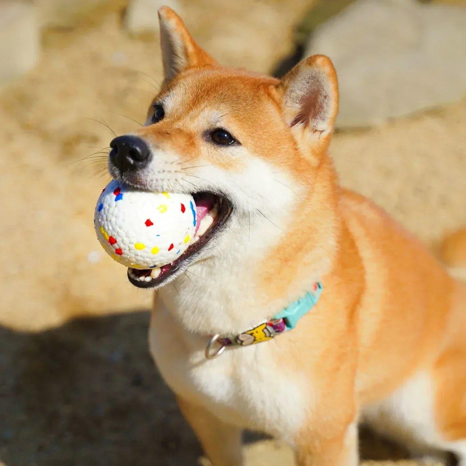 ChewProof | Sauberkeit im Zuhause und bessere Zahngesundheit für Hunde