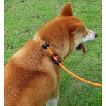 ComfiStep | The perfect companion for training and walks