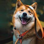 ComfiStep | The perfect companion for training and walks