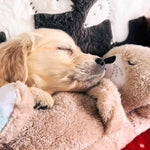 CozyTed | Beruhigungsbär mit Atemeffekt