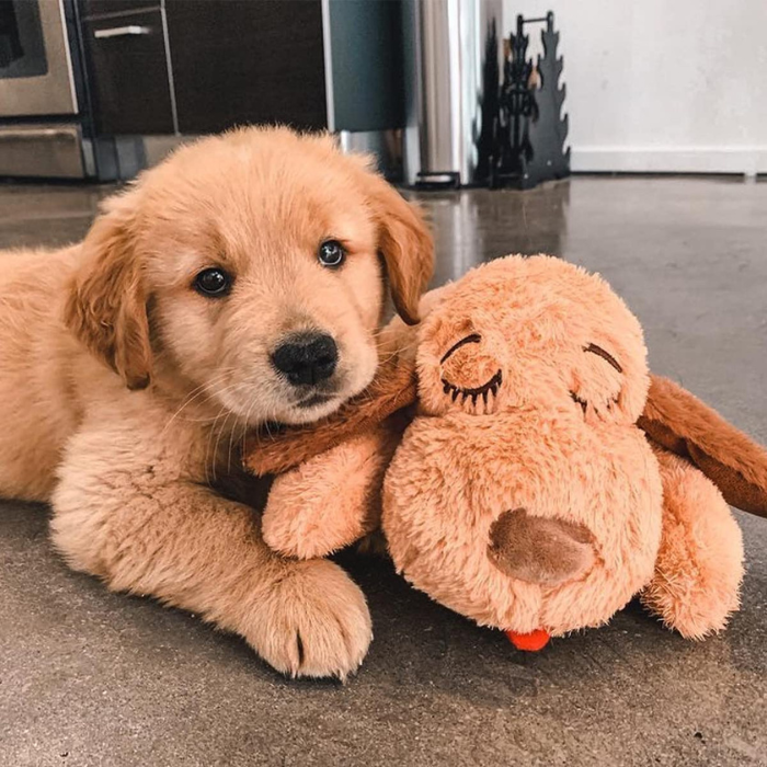CuddleBuddy | Beruhigung für deinen Hund bei Angst und Einsamkeit