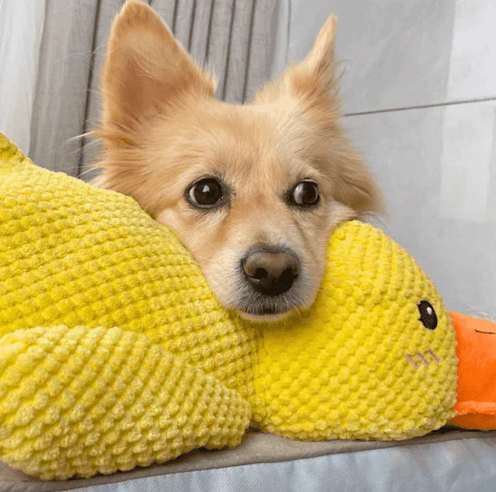 DuckyDazzle | Der perfekte Begleiter gegen Langeweile und Stress