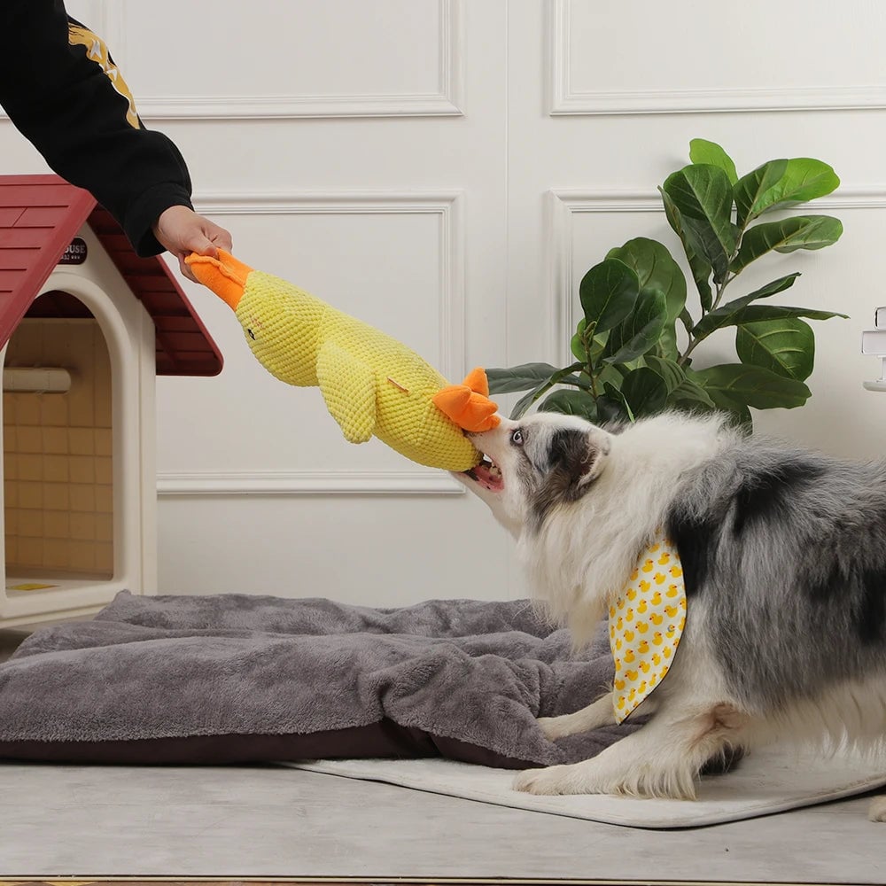 DuckyDazzle | Der perfekte Begleiter gegen Langeweile und Stress