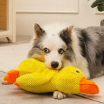 DuckyDazzle | Der perfekte Begleiter gegen Langeweile und Stress
