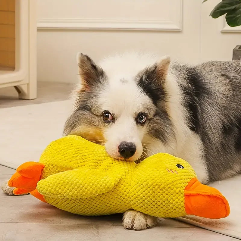 DuckyDazzle | Der perfekte Begleiter gegen Langeweile und Stress