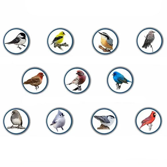 Secure Bird Feeder – Perfect for Your Garden