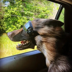 FurrVision | UV- und Windschutz für Hunde