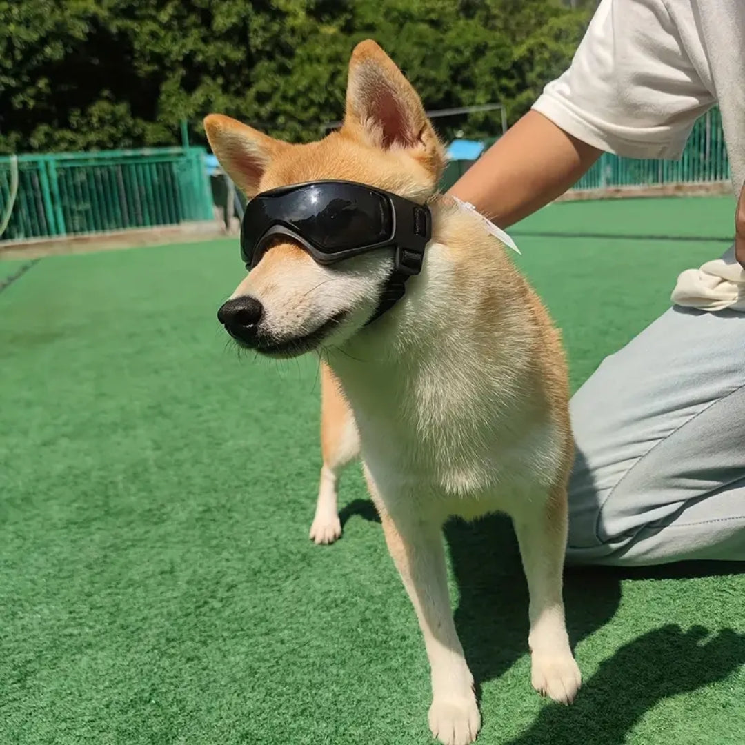 FurrVision | UV- und Windschutz für Hunde