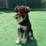 FurrVision | UV- und Windschutz für Hunde