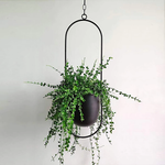 Stylish Hanging Flower Pot for Your Home