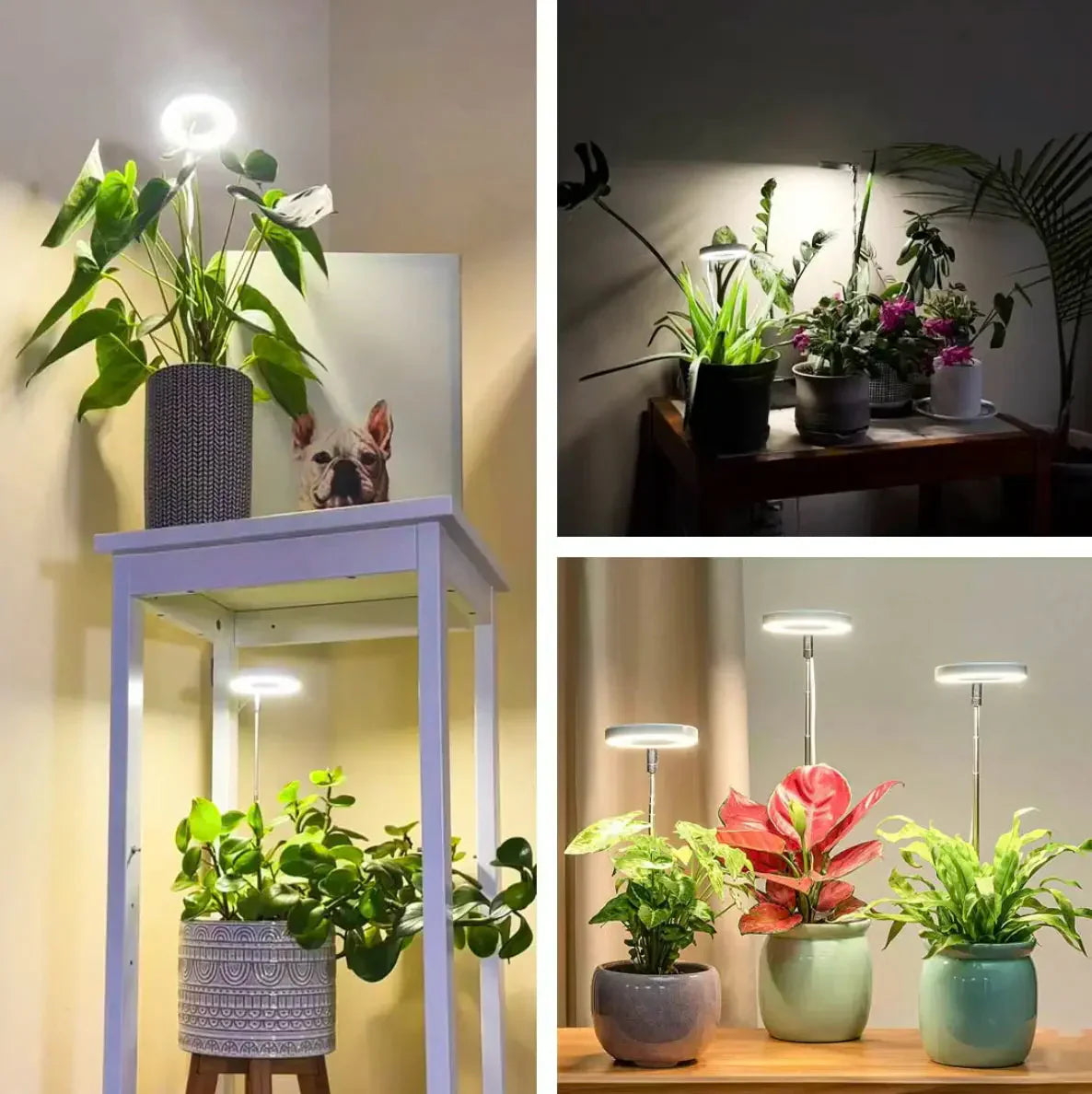Wachstumslampe für Pflanzen | Vollspektrum LED mit Timer