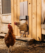 PoultryPro | Automatisierte Sicherheit für Ihre Hühner