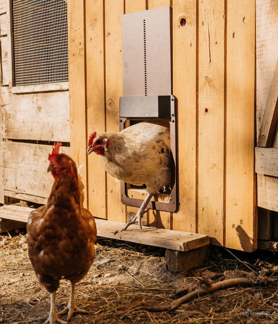 PoultryPro | Automatisierte Sicherheit für Ihre Hühner