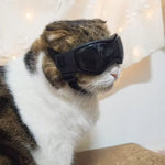 PupVisor | Stylische UV-Sonnenbrille für Hunde