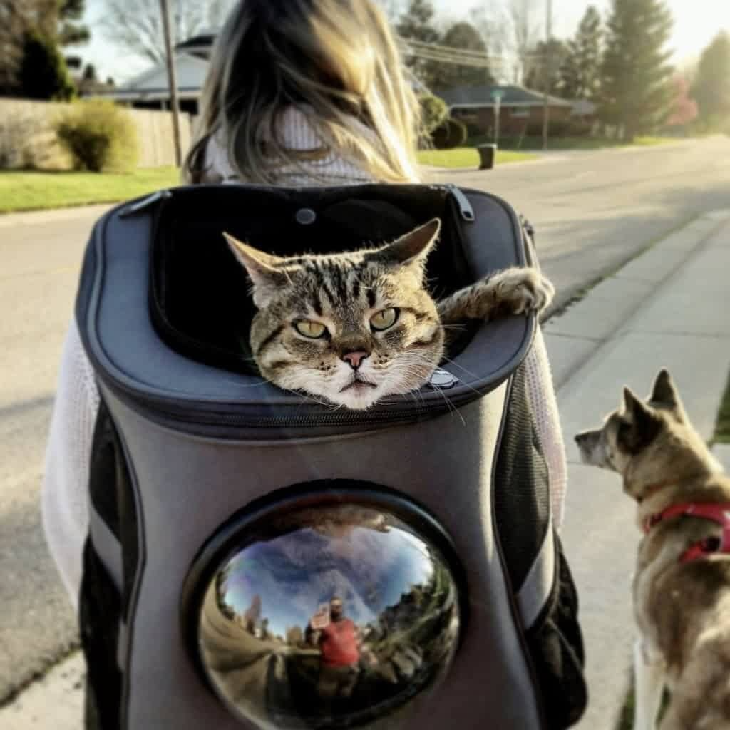 PurrVenture Backpack - Carrier Bag for Cats and Small Pets