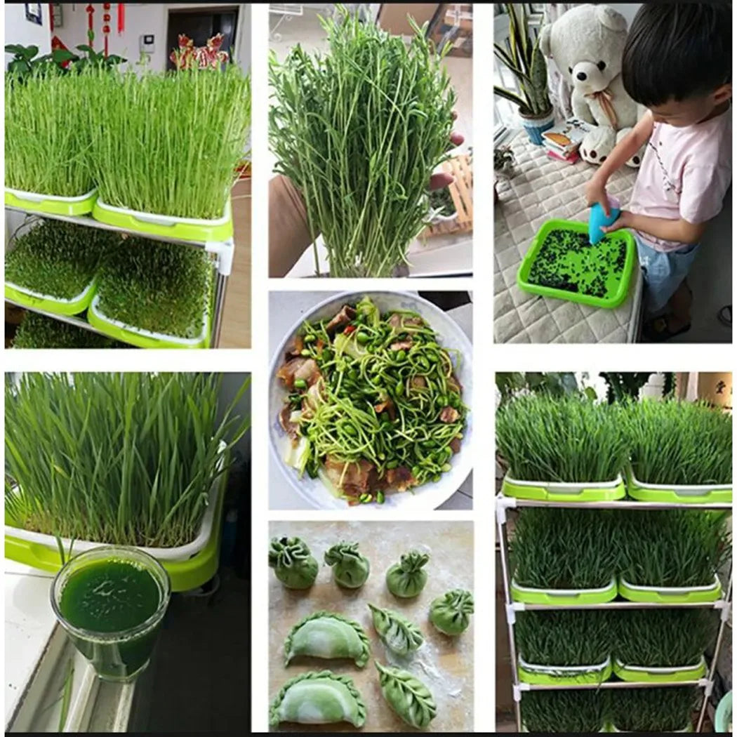 FrischeKeim Set | Zweischichtiges System für Microgreens | BPA-frei