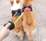 Double, Extendable Dog Leash with LED Lamp – Walking Two Dogs
