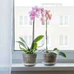 KlarGlanz | 5er Set Transparente Blumentöpfe für Orchideen | Stabile Konstruktion mit Drainage
