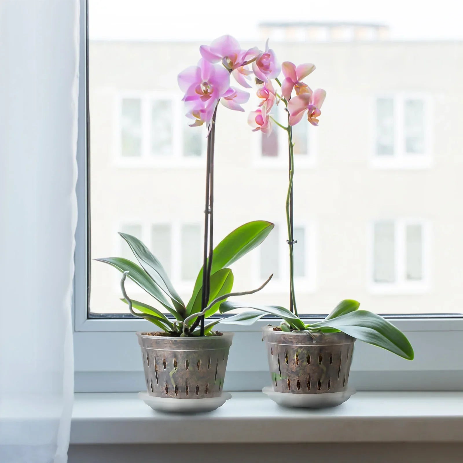 KlarGlanz | 5er Set Transparente Blumentöpfe für Orchideen | Stabile Konstruktion mit Drainage