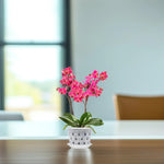 KlarGlanz | 5er Set Transparente Blumentöpfe für Orchideen | Stabile Konstruktion mit Drainage