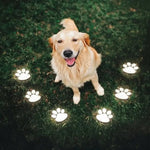 Solar-Powered LED Garden Lights – Weatherproof Path Lighting with Automatic Sensor Control