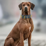 Stud Collar for Large Dogs