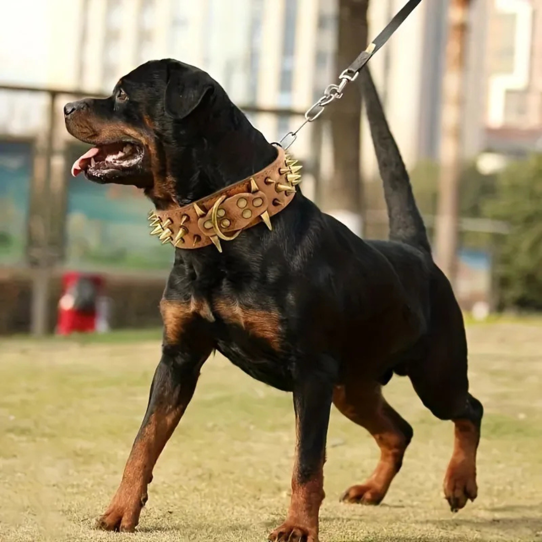 Stud Collar for Large Dogs