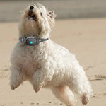 Anti-Bark Collar Sound & Vibration Waterproof 30-Day Battery Life