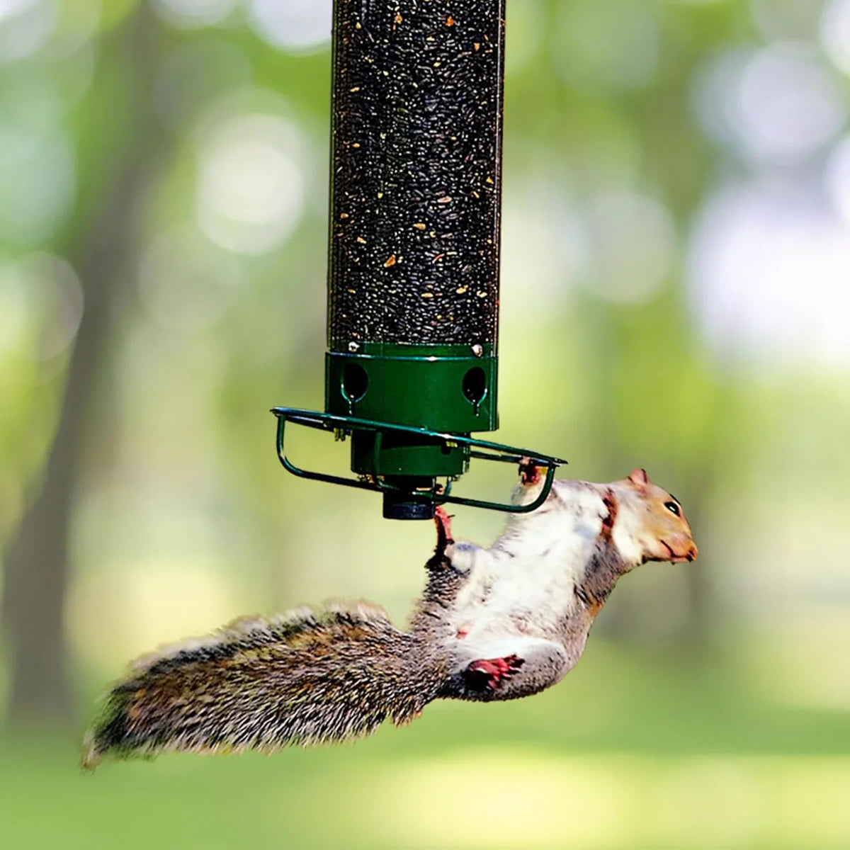 Bird Feeder Squirrel-Proof Weight-Activated Perch Four Feed Ports