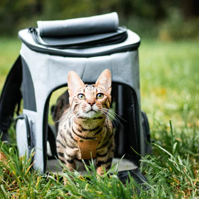 Cat Backpack Transparent Dome Window Breathable Padded Straps