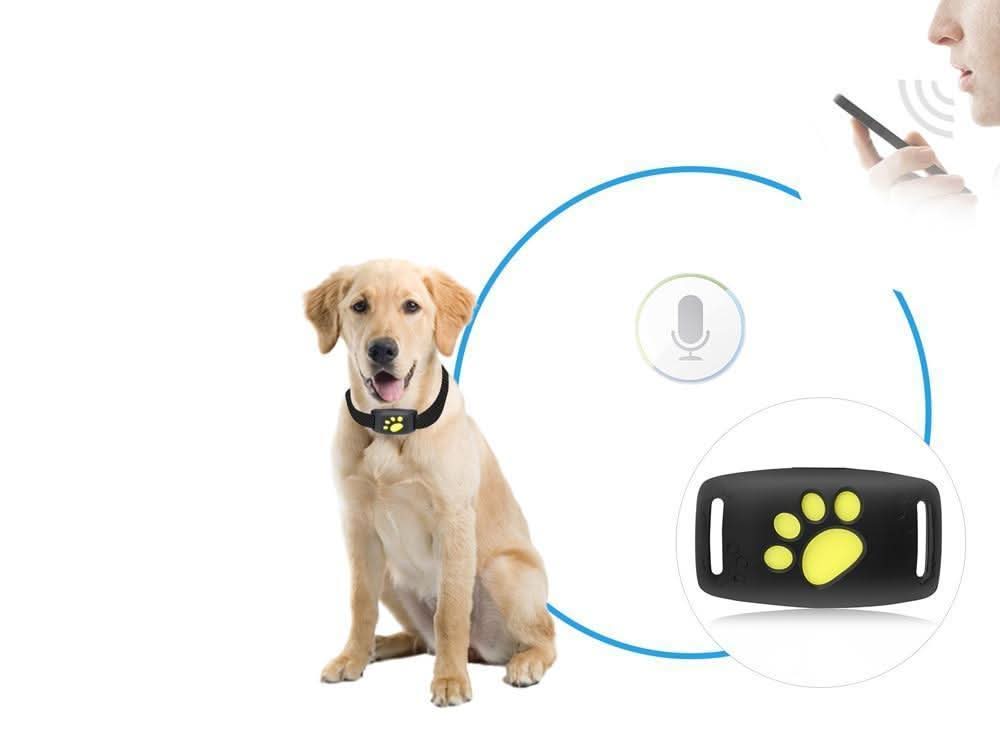 Cat GPS Tracker Real-Time Location No Subscription Fees