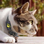 Cat GPS Tracker Real-Time Location No Subscription Fees