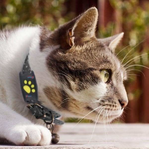 Cat GPS Tracker Real-Time Location No Subscription Fees