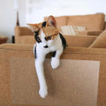 Cat Sofa Scratch Protector Clear Flexible Vinyl