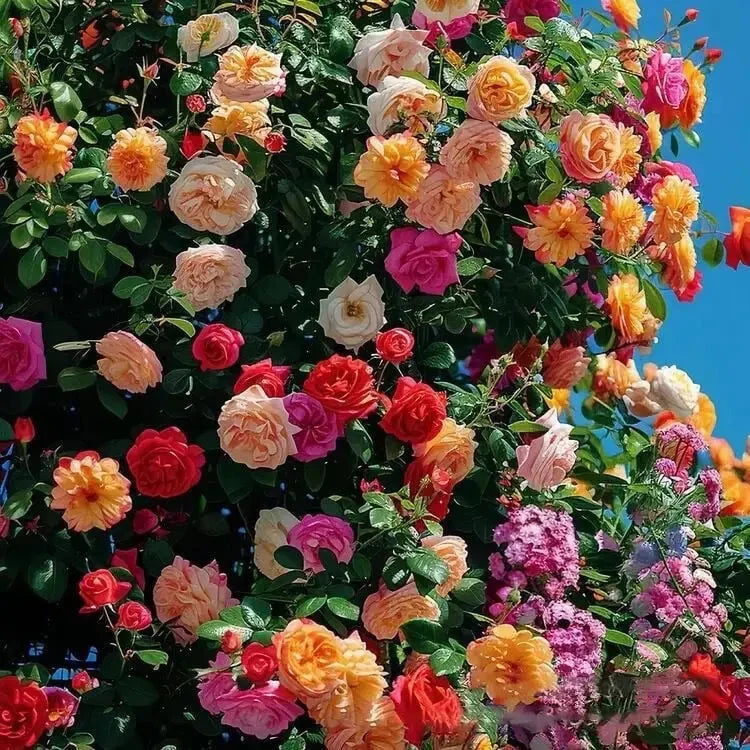 Climbing Rose Seeds 255 Pack Pink, Cream & Yellow