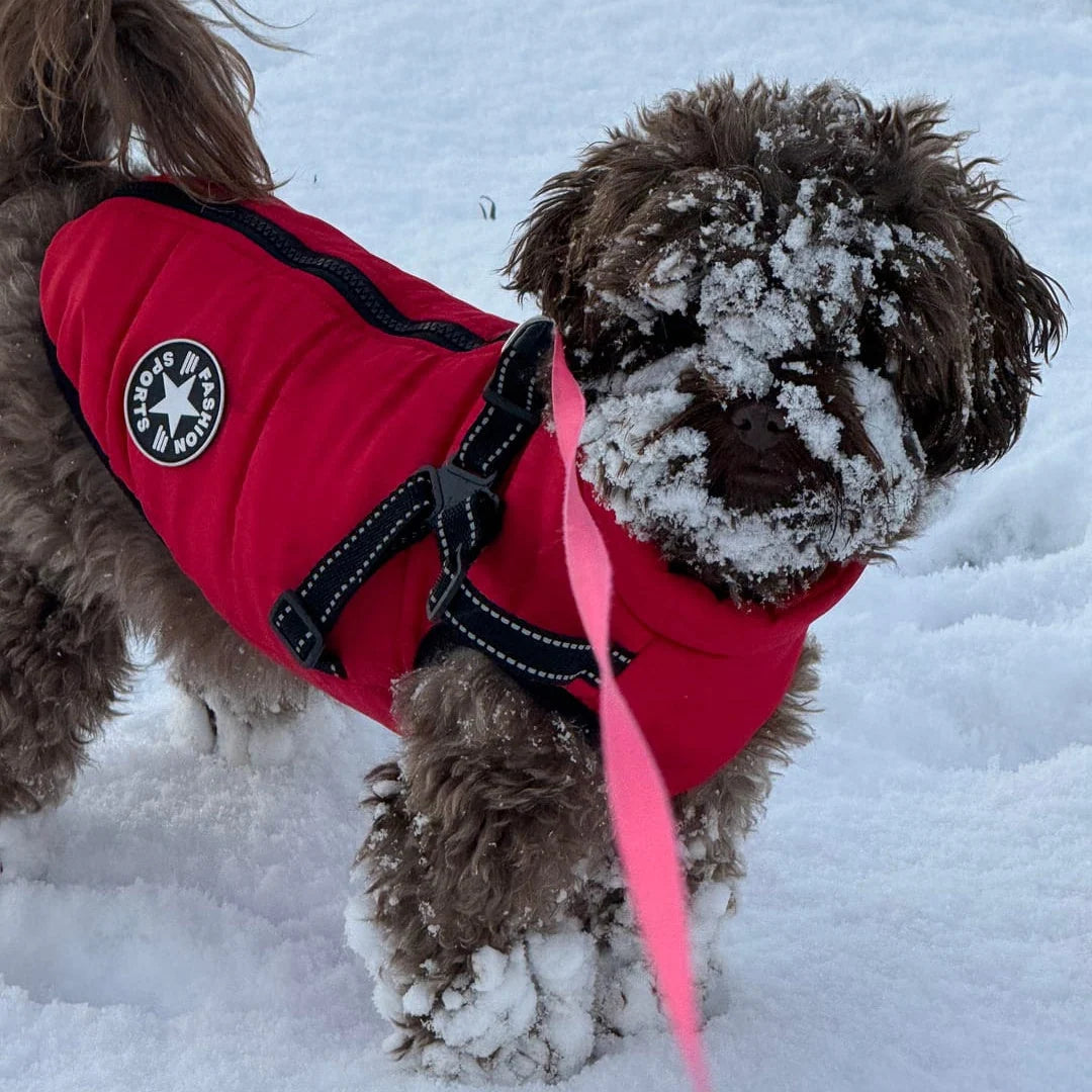 Dog Coat Padded Soft Lining Integrated Harness