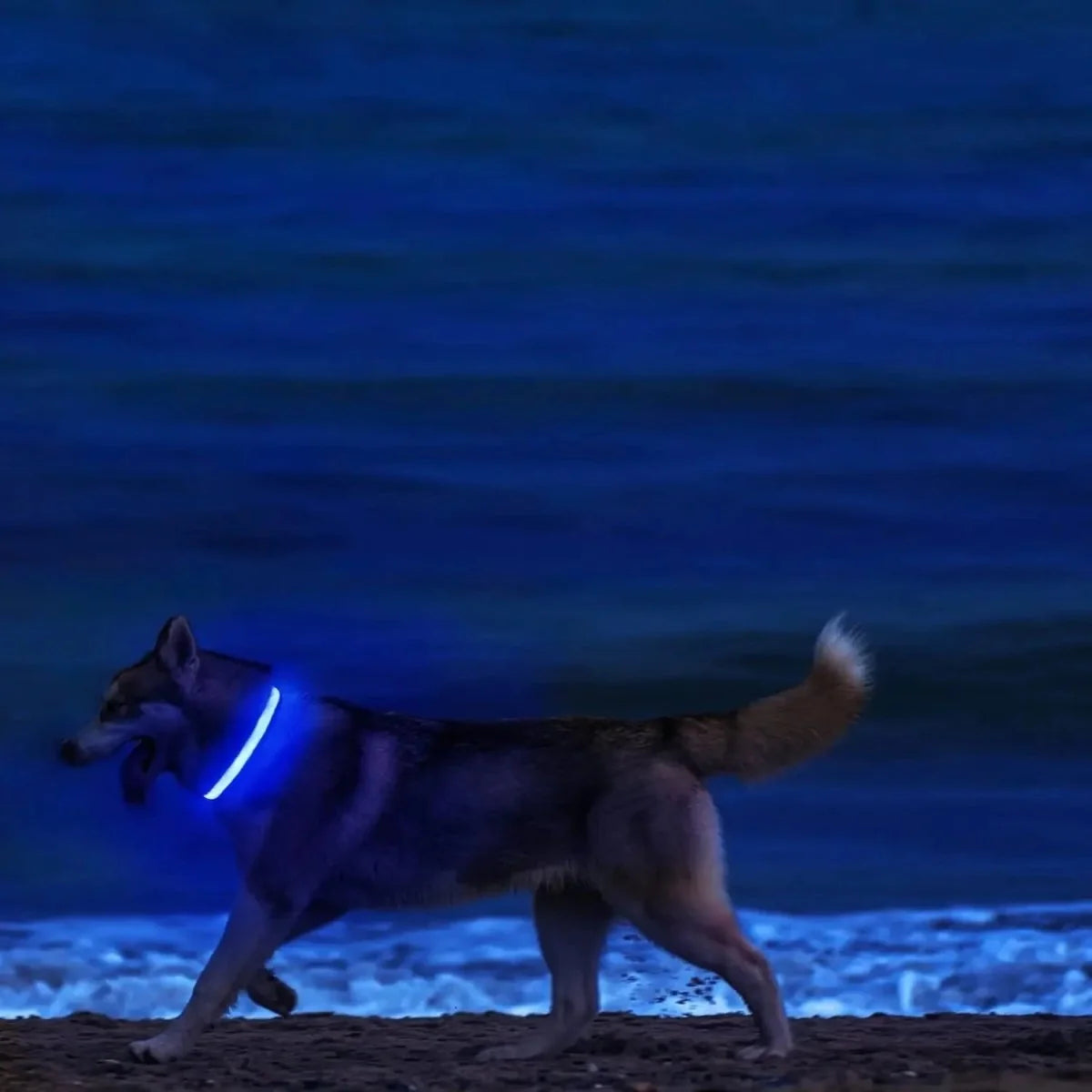 Dog Collar 360° LED Reflective Adjustable Nylon