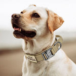 Dog Collar Nylon Padded Adjustable Control Handle